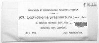 Lophiotrema praemorsum image